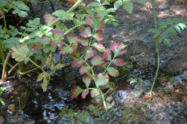 Soberanes Canyon 099.jpg